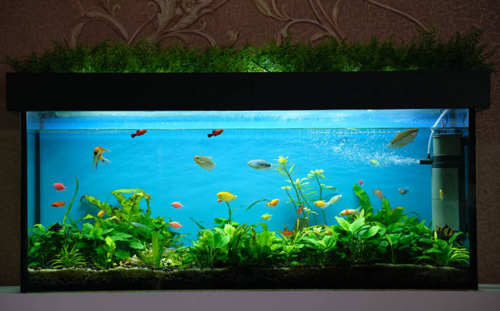 Choix plantes aquarium
