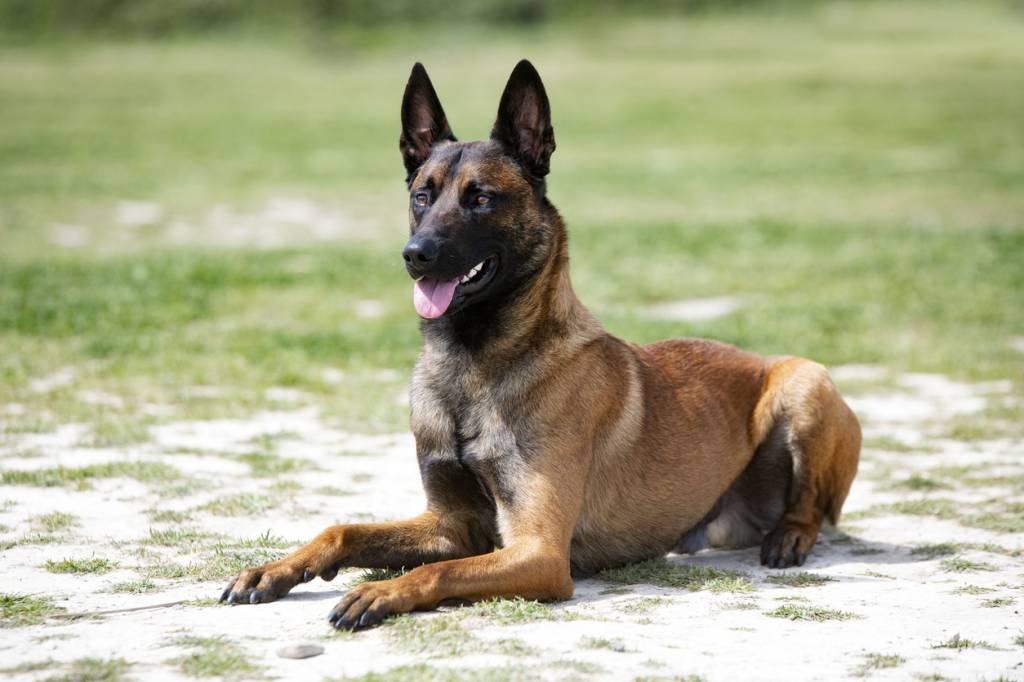 dressage malinois