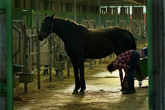 Prendre soin du cheval