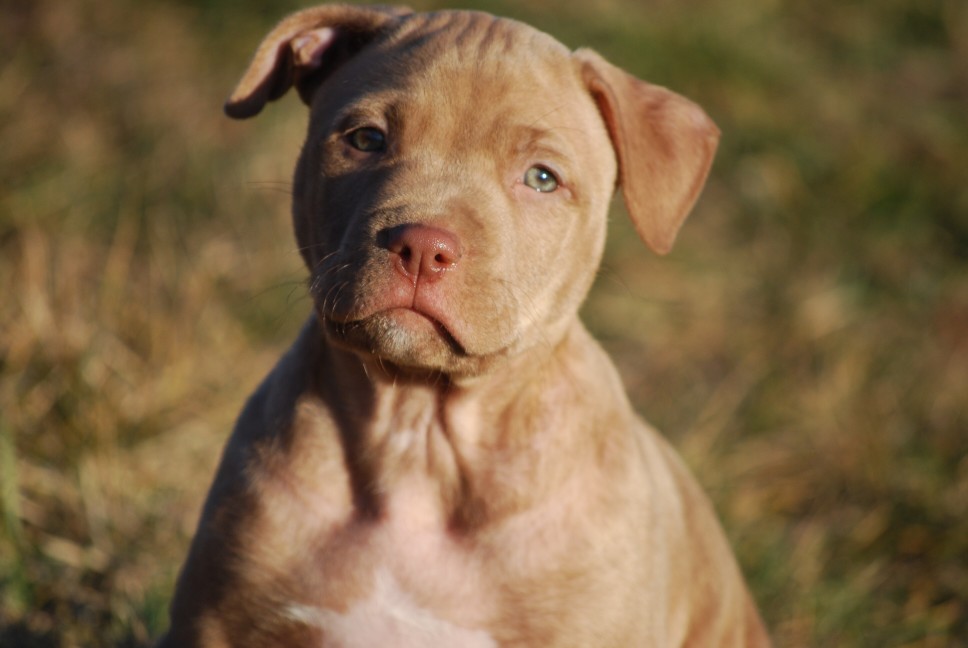 Chiot Pit Bull