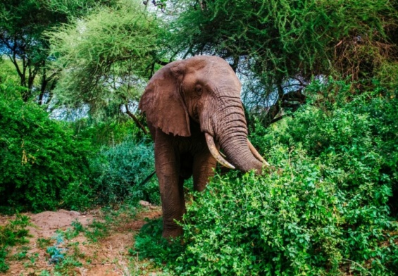 Éléphant d’Afrique