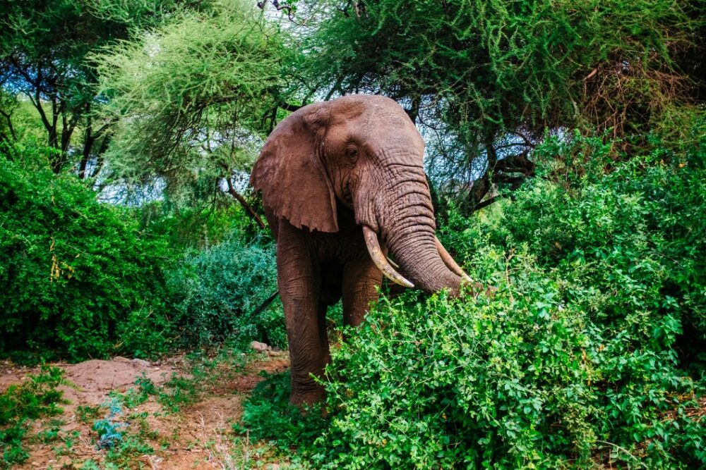 Éléphant d’Afrique