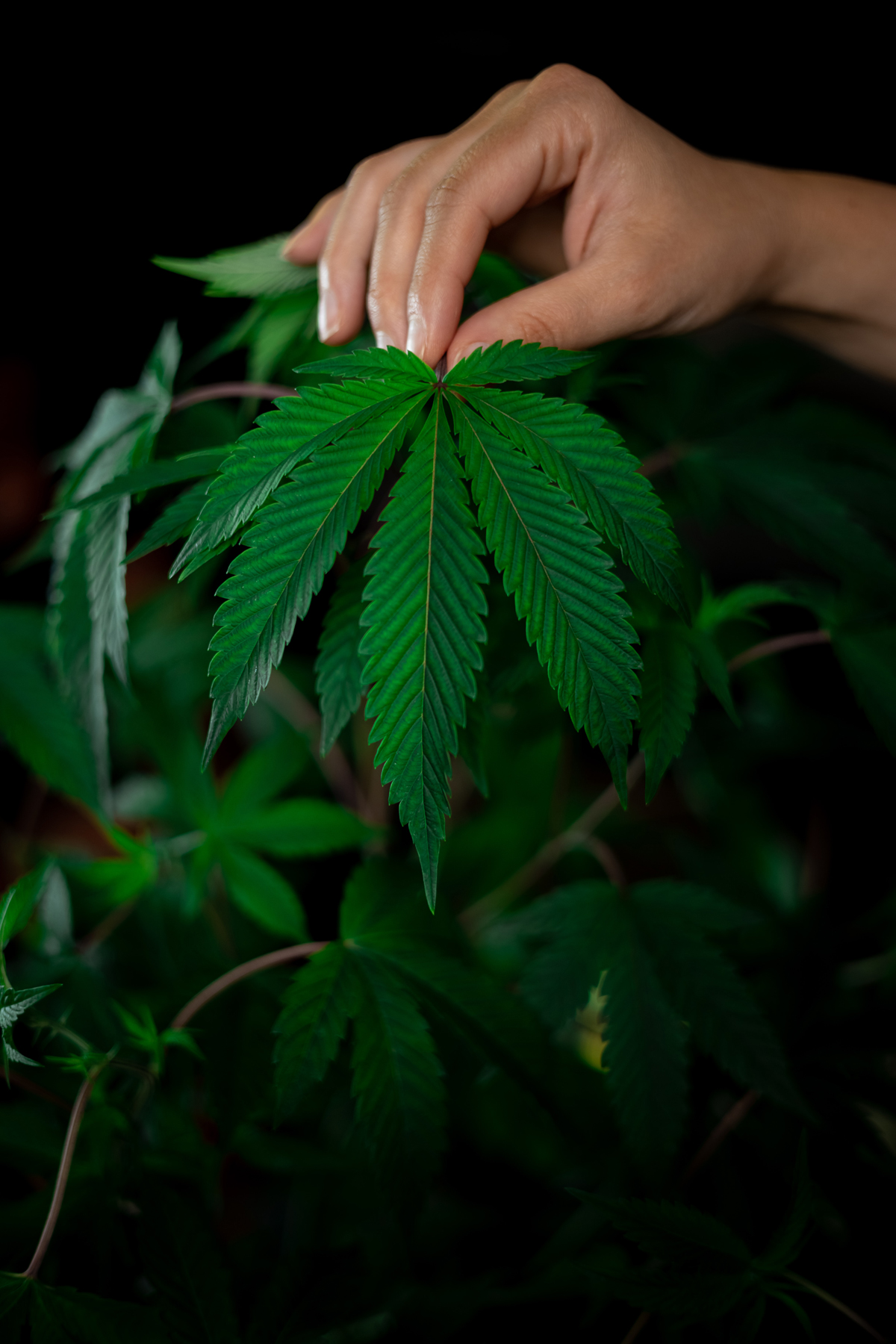 Résine de CBD