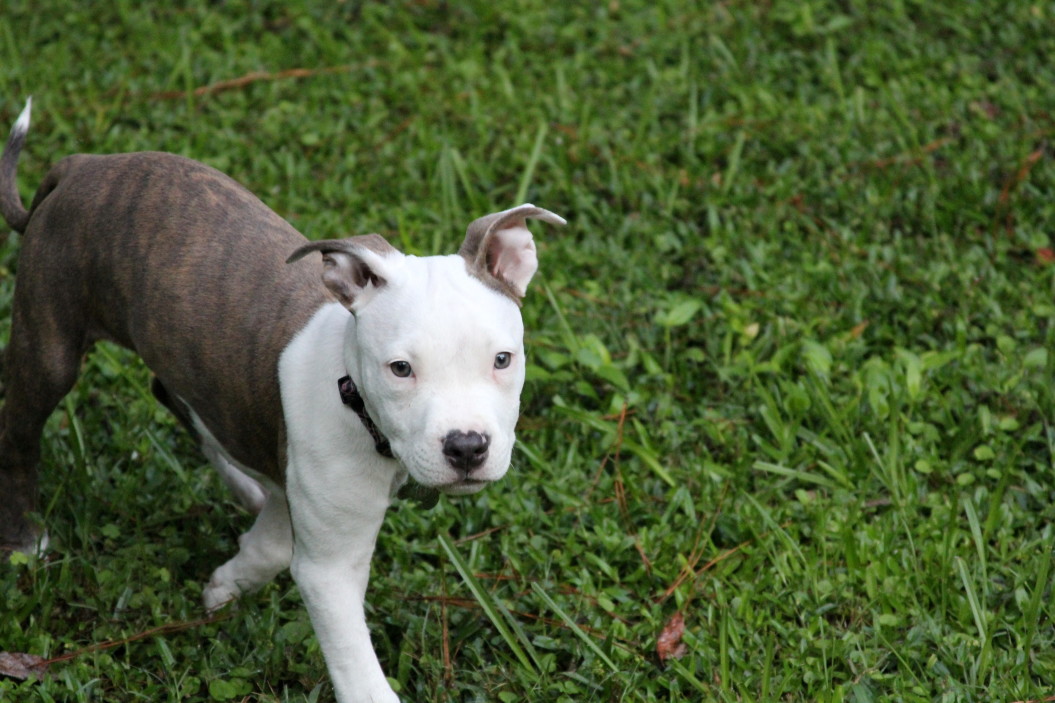 acheter chiot pitbull