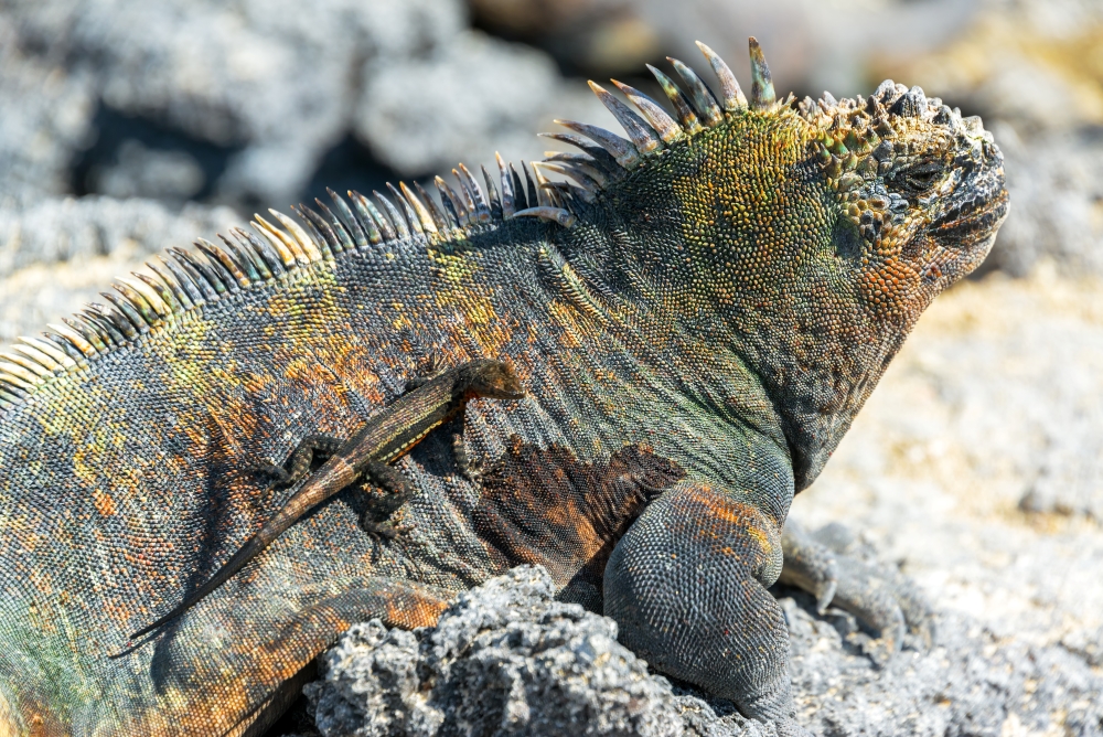 animaux Galapagos