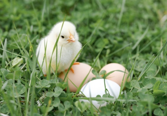 animaux de ferme dans jardin