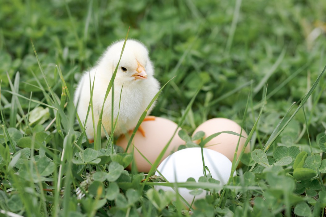 animaux de ferme dans jardin