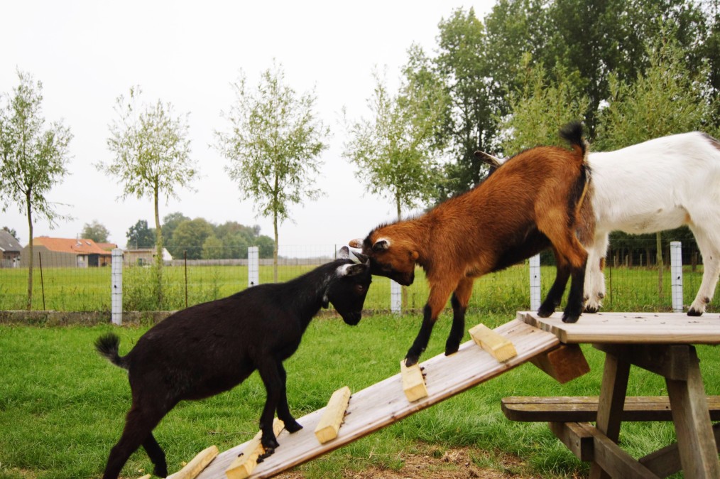 animaux pour jardin