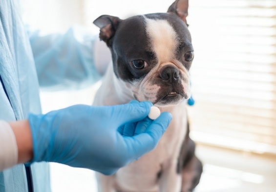 antidouleur chien