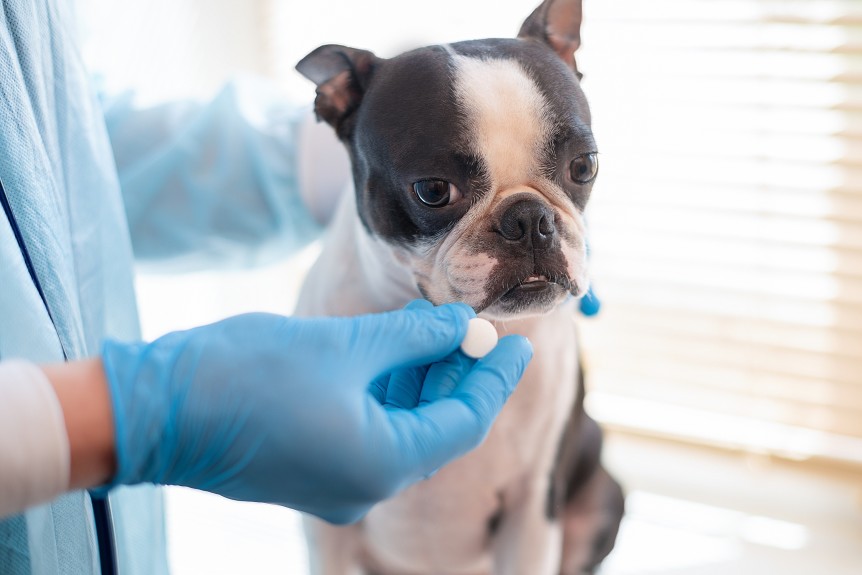 antidouleur chien