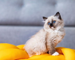 chat nain