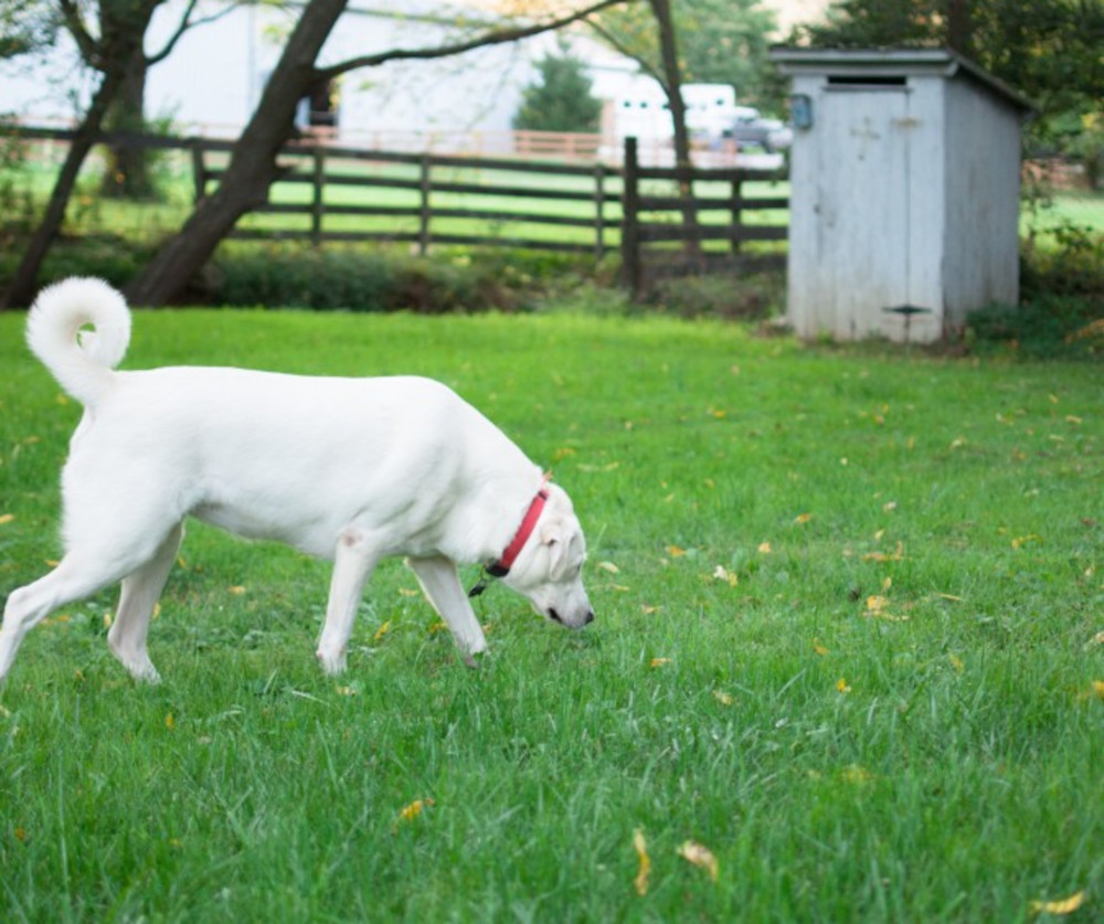 chien mangeant de la terre