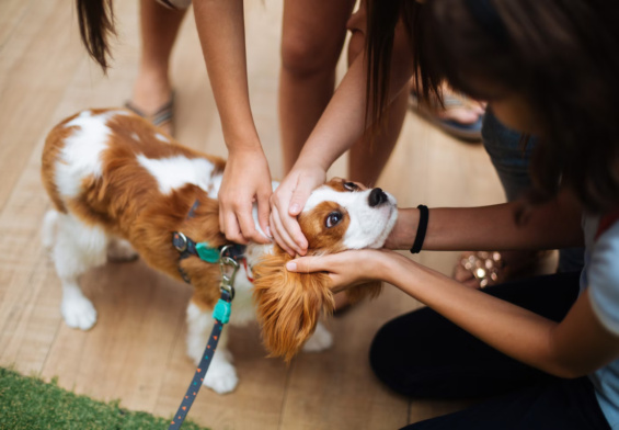 chiens compagnie