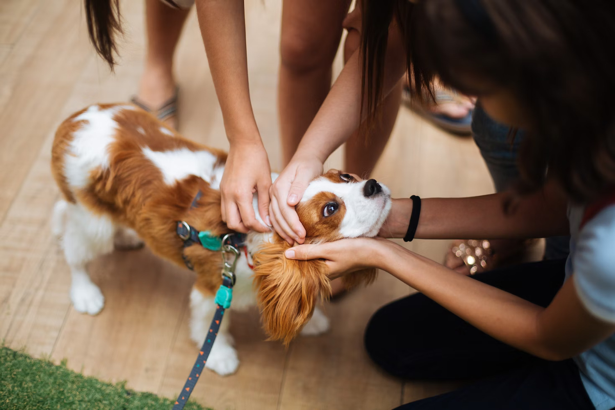 chiens compagnie