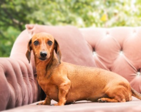 Dachshund dog on the backyard. Dog outdoor in sunny summer weather.