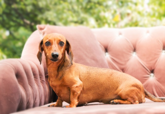 Dachshund dog on the backyard. Dog outdoor in sunny summer weather.