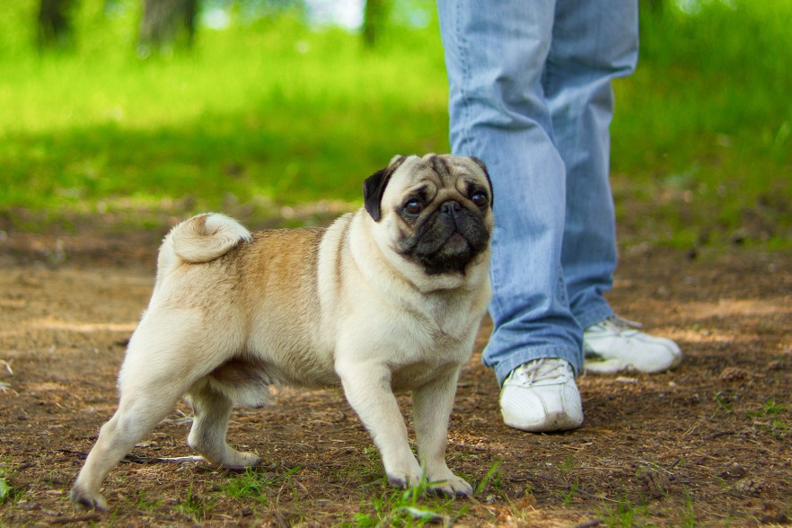 dresser un chiot carlin