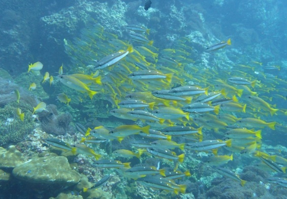 écosystème océanique