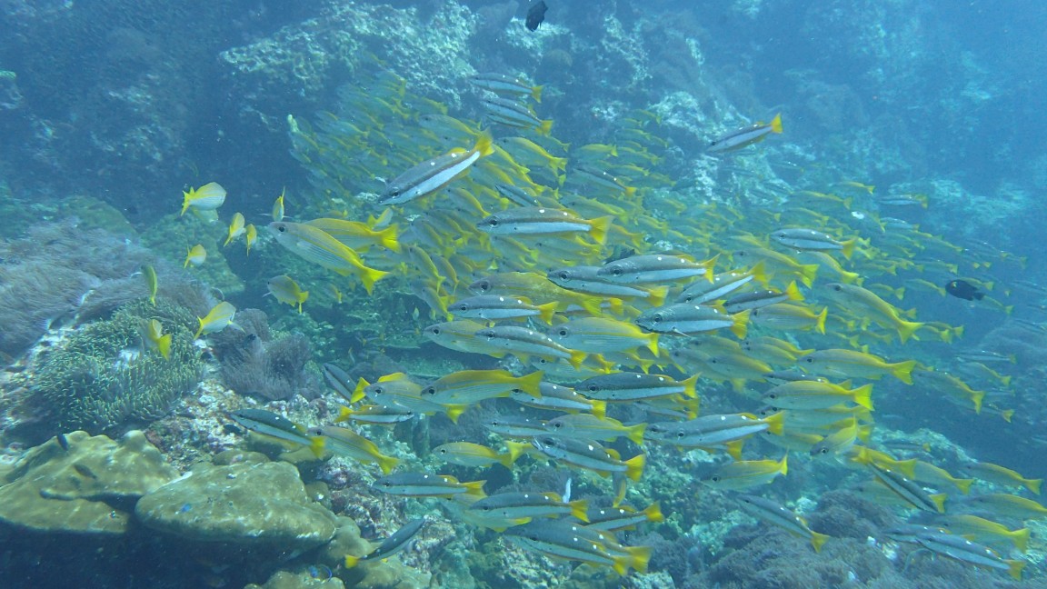 écosystème océanique