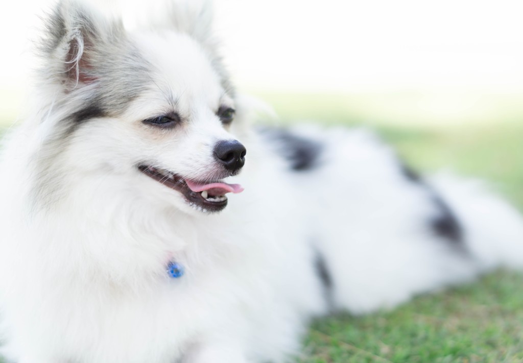 esperance de vie de chien diabétique