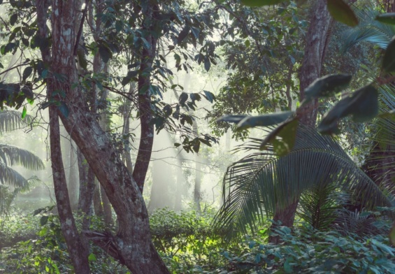 forêt amazonienne Équateur