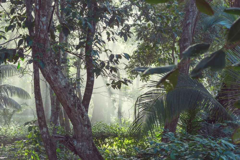 forêt amazonienne Équateur