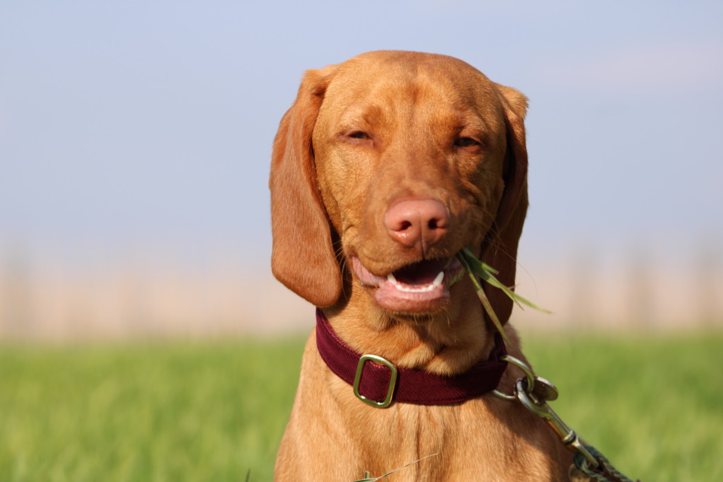 les chiens et saleté