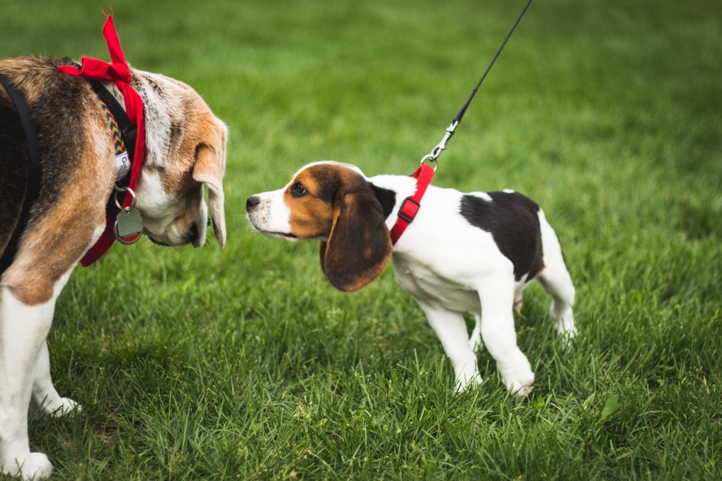 les chiots Beagle