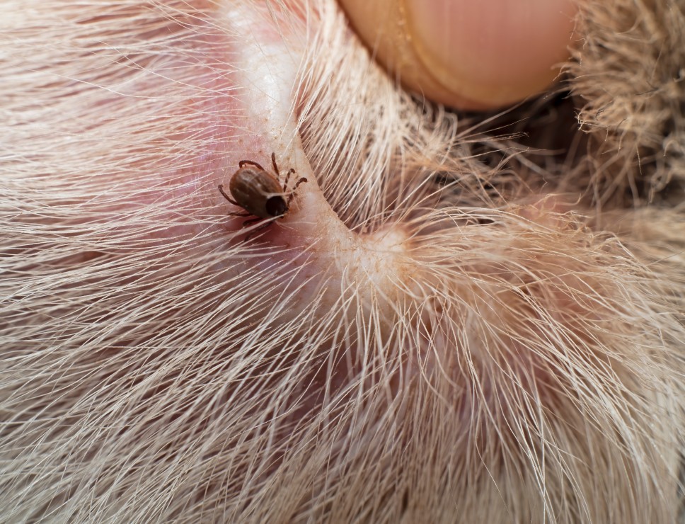maladie de Lyme canine