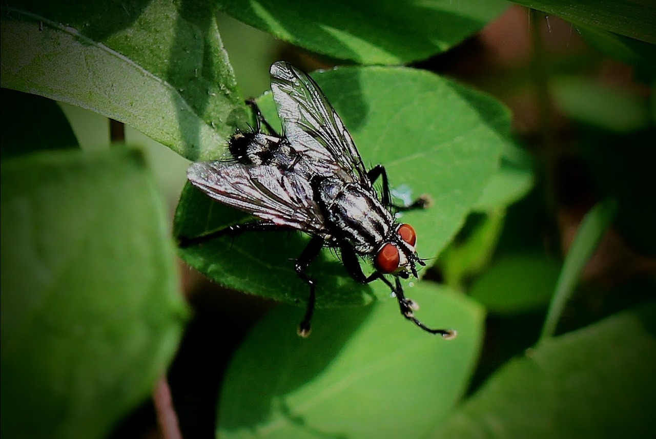 mouche noire