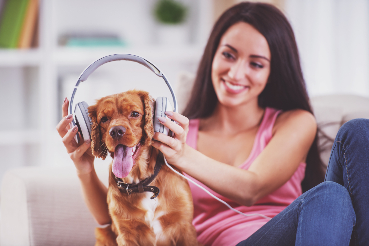 musique chien