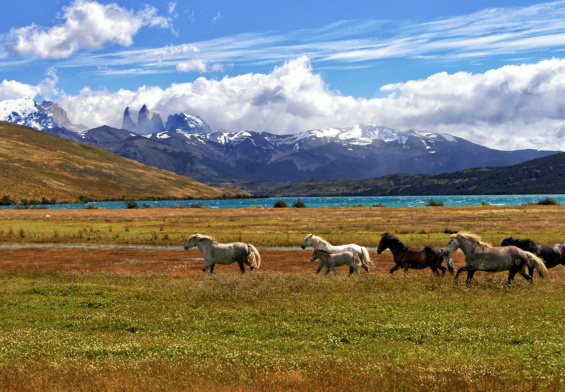 nature sauvage de la Patagonie