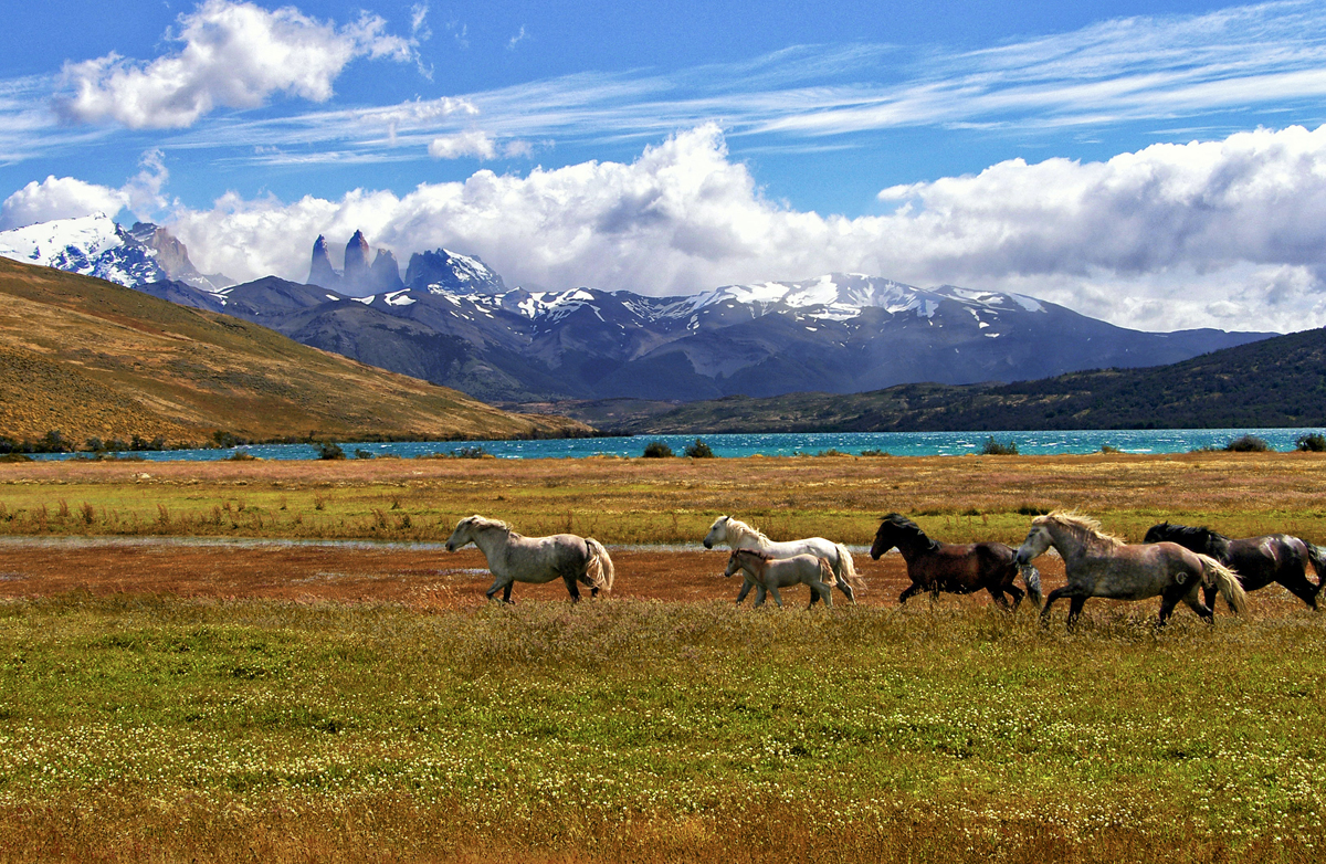 nature sauvage de la Patagonie