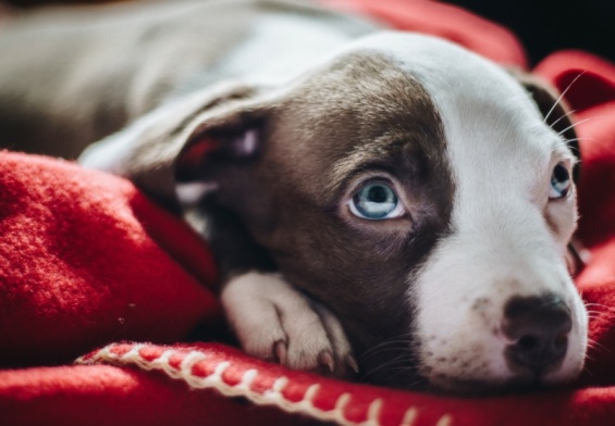 oculaires chez les chiens