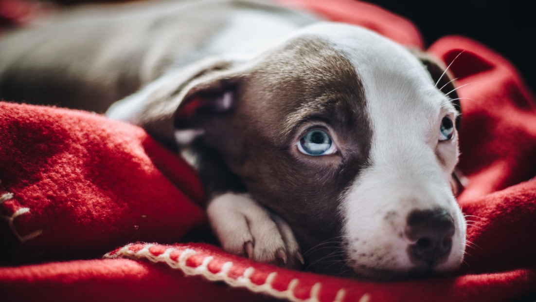 oculaires chez les chiens