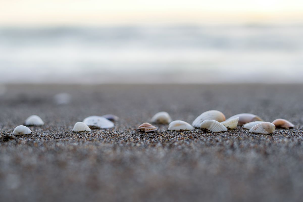 coquillage Corse