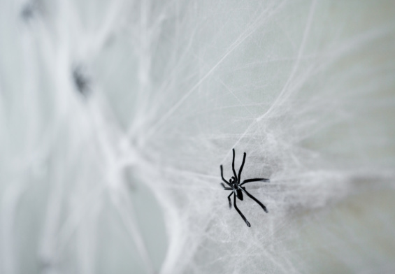 petite araignée noir