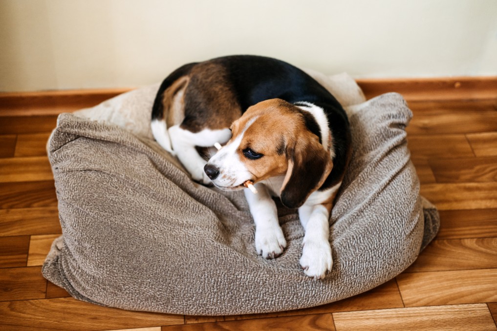 prix des chiots Beagle