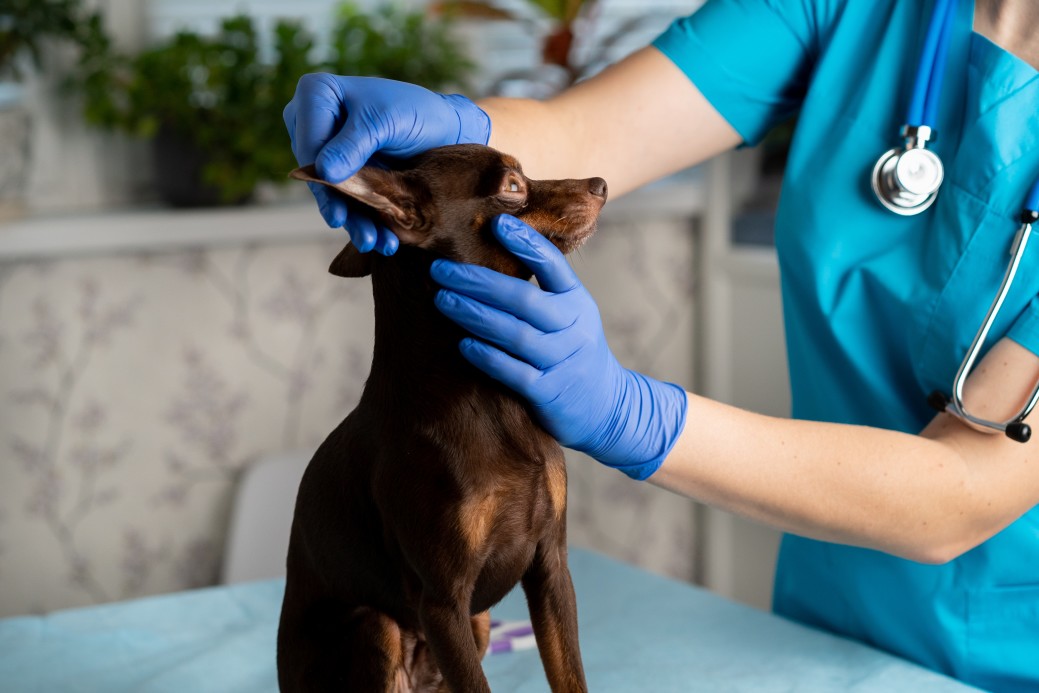 problèmes oculaires chiens