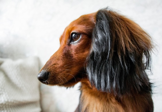 Profile portrait of long-haired dachshund red and black color, brown eyes, adorable black nose