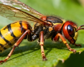 signification spirituelle frelon