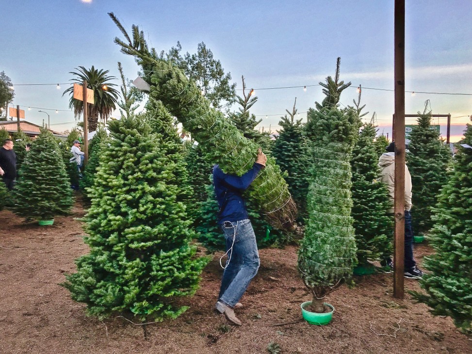 symbole arbre de noel