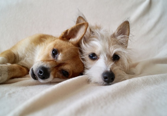 vers solitaires chez les chiens