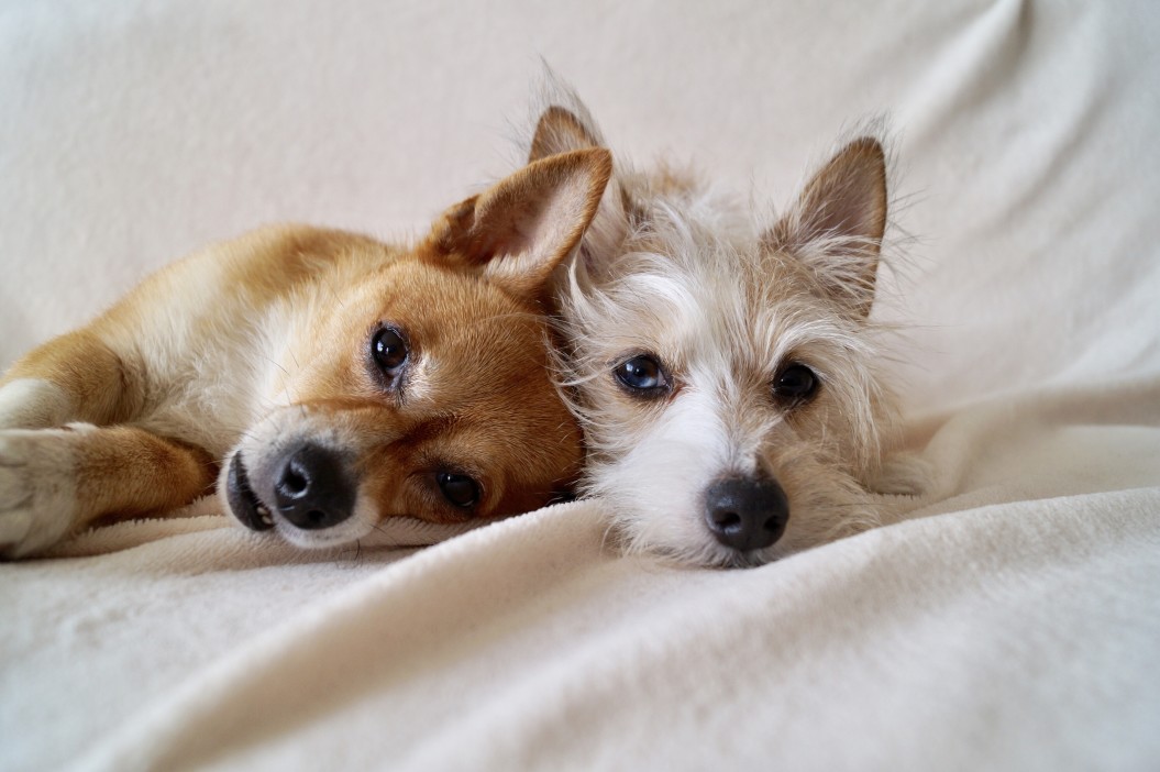 vers solitaires chez les chiens